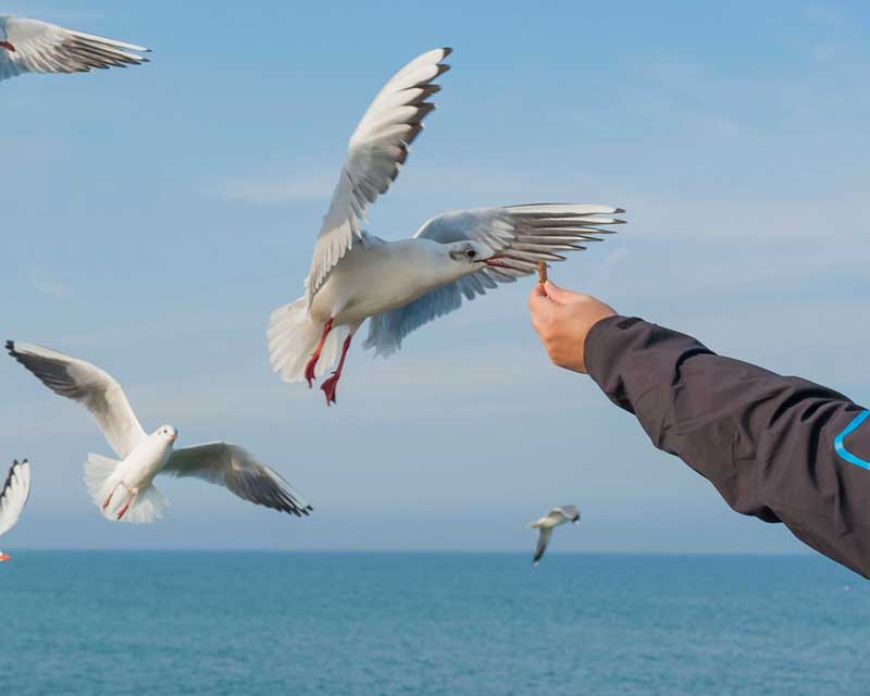 Blue Cave Cres - Seagull Feeding